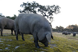 Iberico Pigs on the dehesa